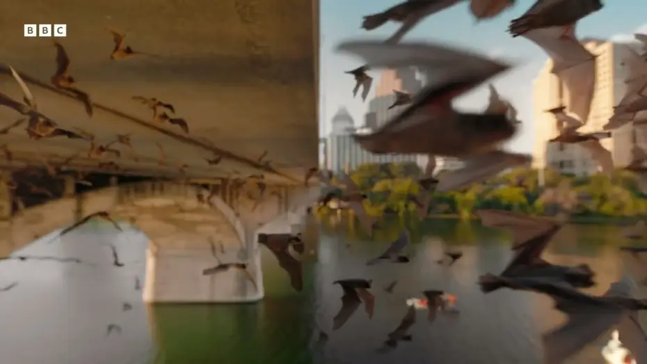 Video for the series Mammals — Official BBC Trailer