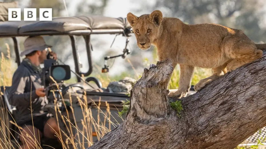Video for the series Big Cats 24/7 — Series 1 — Behind the scenes with the Big Cats 24/7 film crew