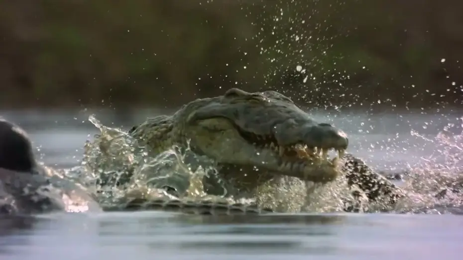 Video for the series Killer Safari — Killer Safari | Sundays
