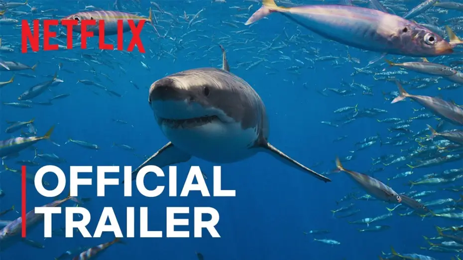 Video for the series All the Sharks — Official Trailer