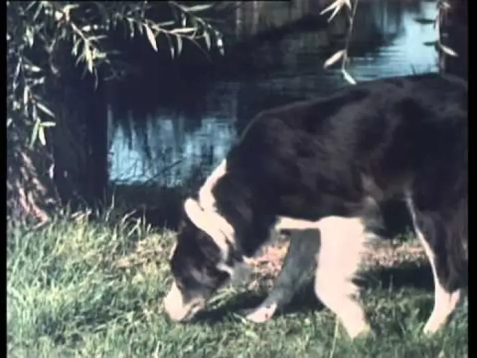 Video for the series The Famous Five — Générique Club des Cinq