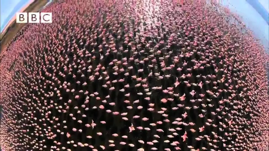 Video for the series Earthflight — BBC's Earthflight - Trailer