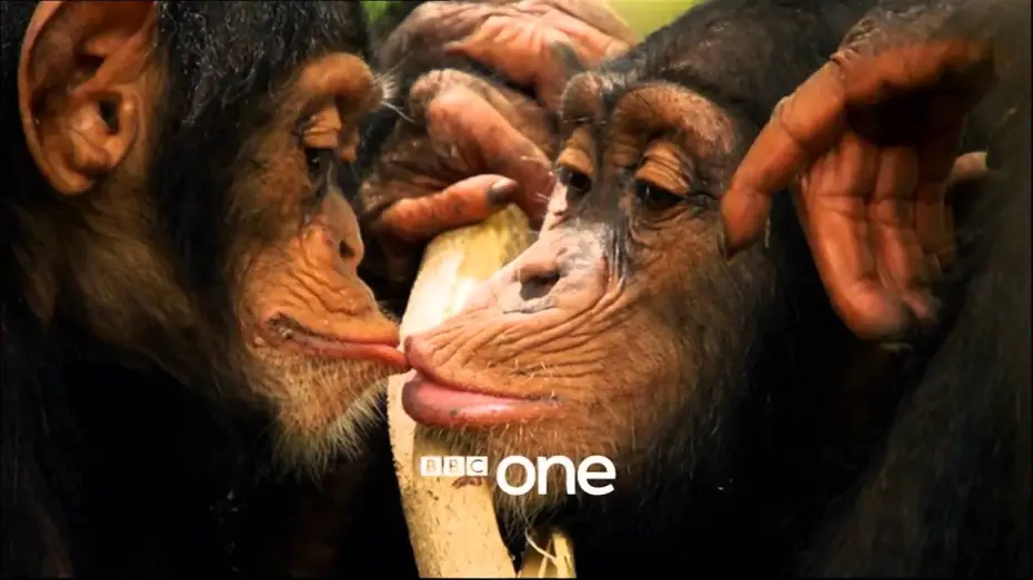 Video for the series Life Story — Life Story with David Attenborough: Trailer - BBC One