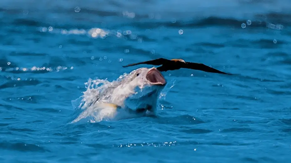 Видео к сериалу Planet Earth II — Bird vs Fish | Blue Planet II