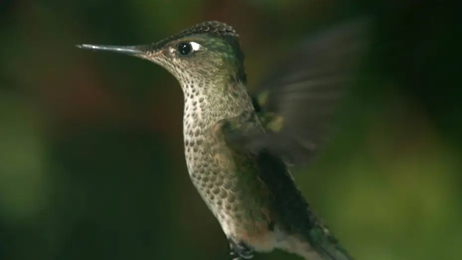 Video for the series Patagonia: Earth's Secret Paradise — Hummingbird fight in flight - Patagonia: Earth's Secret Paradise - Episode 1 Preview - BBC Two