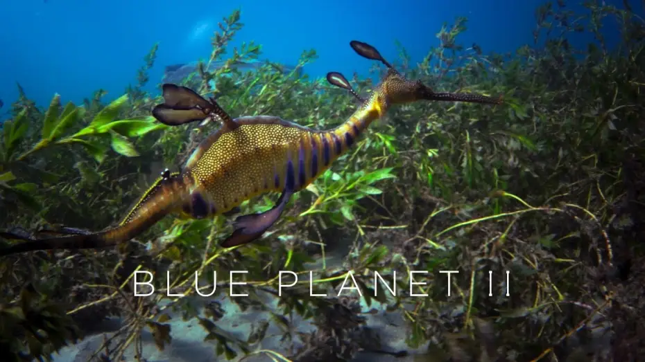 Video for the series Blue Planet II — Blue Planet II: Official Trailer