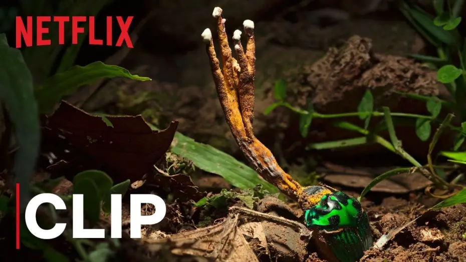 Video for the series Our Planet — Our Planet | Fungus | Clip | Netflix