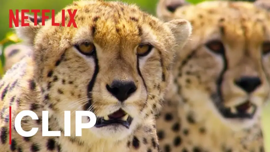 Video for the series Our Planet — Our Planet | Cheetah Hunt | Clip | Netflix