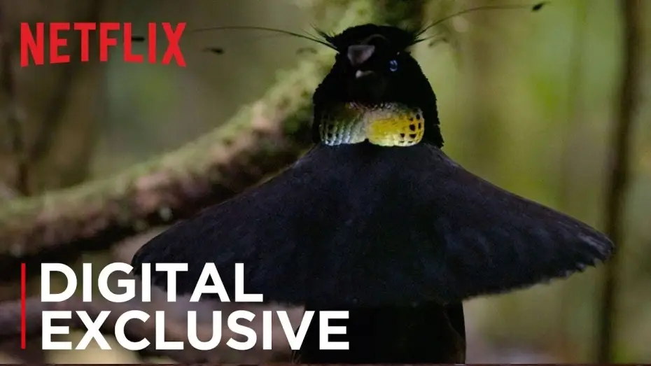 Video for the series Our Planet — Our Planet | Birds Of Paradise | Exclusive Clip | Netflix