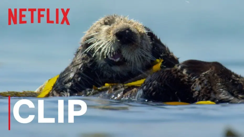 Video for the series Our Planet — Our Planet | Otters | Clip | Netflix