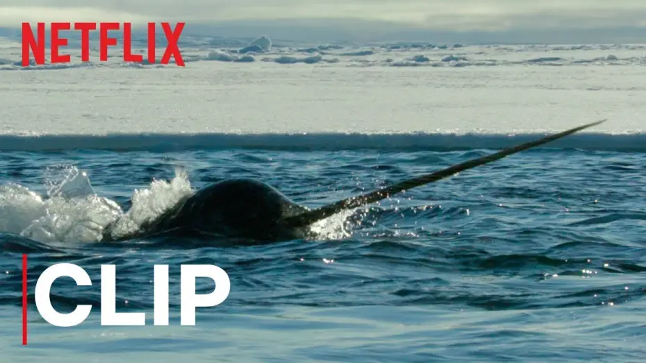 Video for the series Our Planet — Our Planet | Narwhals | Clip | Netflix