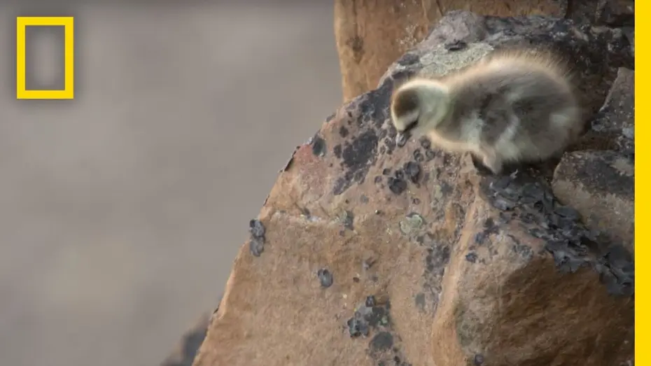 Video for the series Hostile Planet — Arctic Geese Chicks Jump Off Cliff to Survive | Hostile Planet