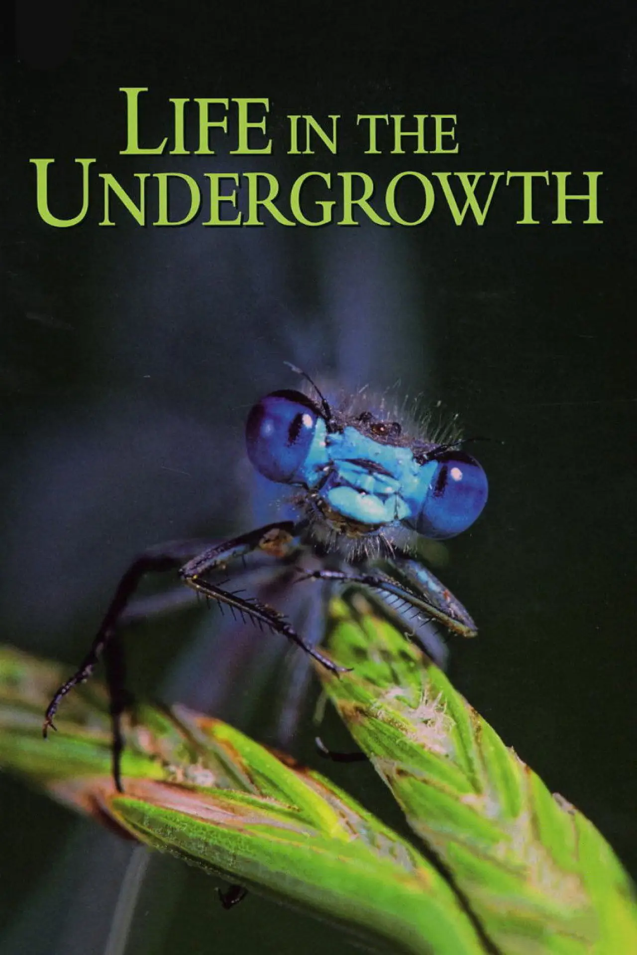Series poster "Life in the Undergrowth"