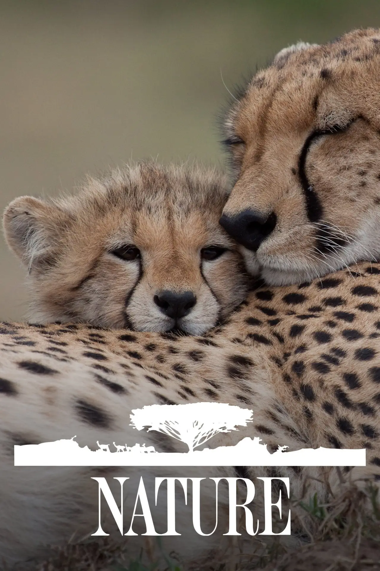 Постер к сериалу "Nature"