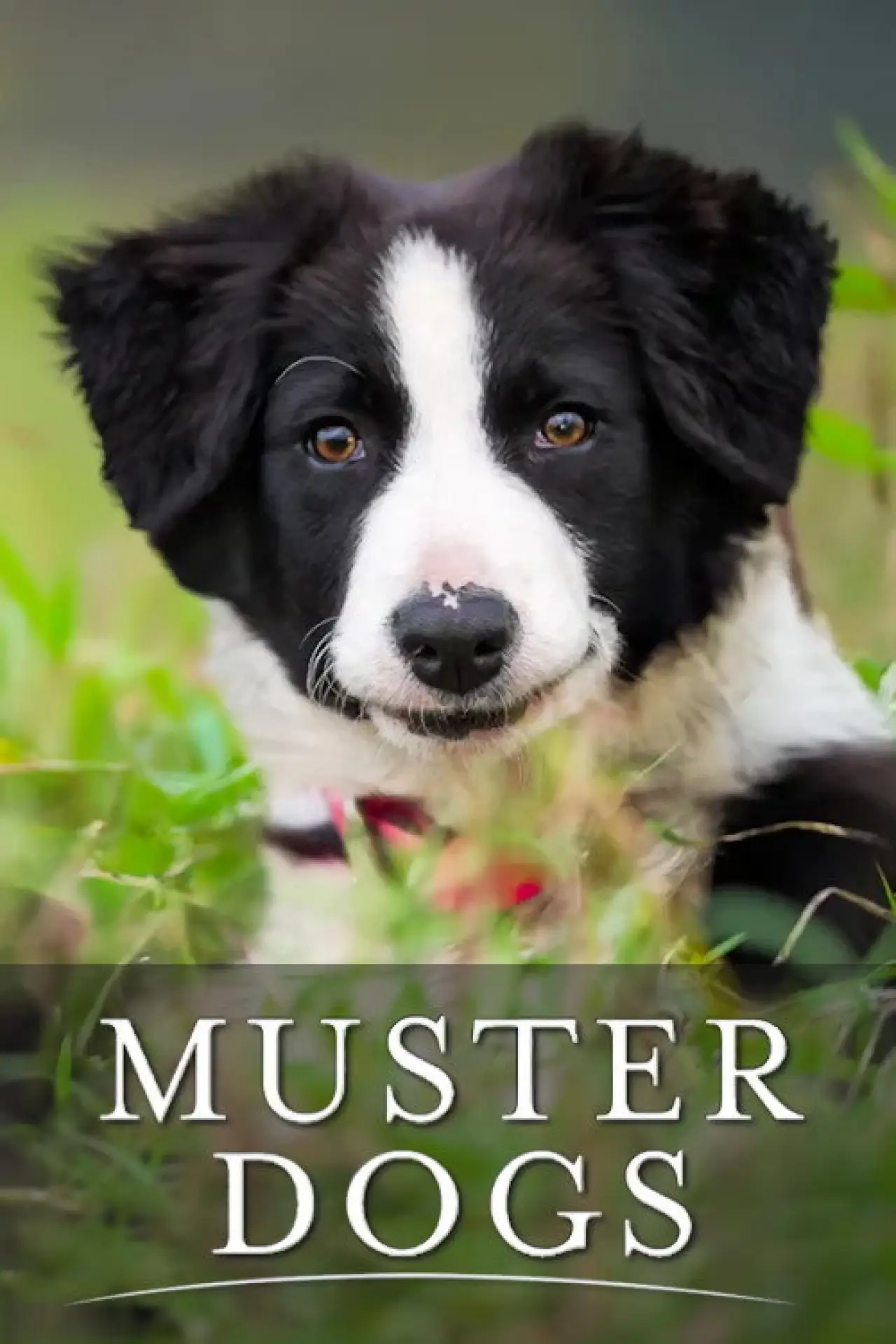 Series poster "Muster Dogs"