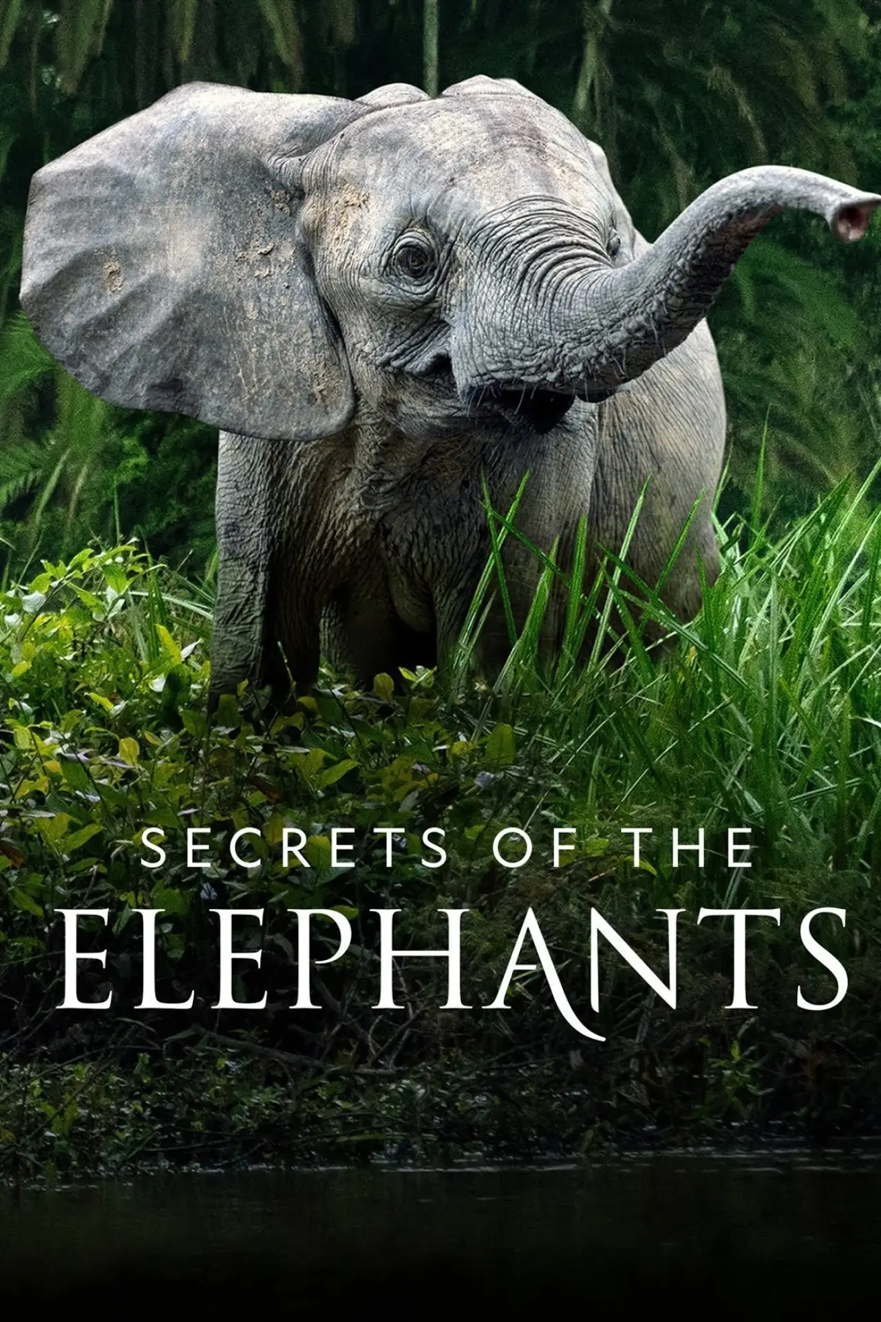 Series poster "Secrets of the Elephants"