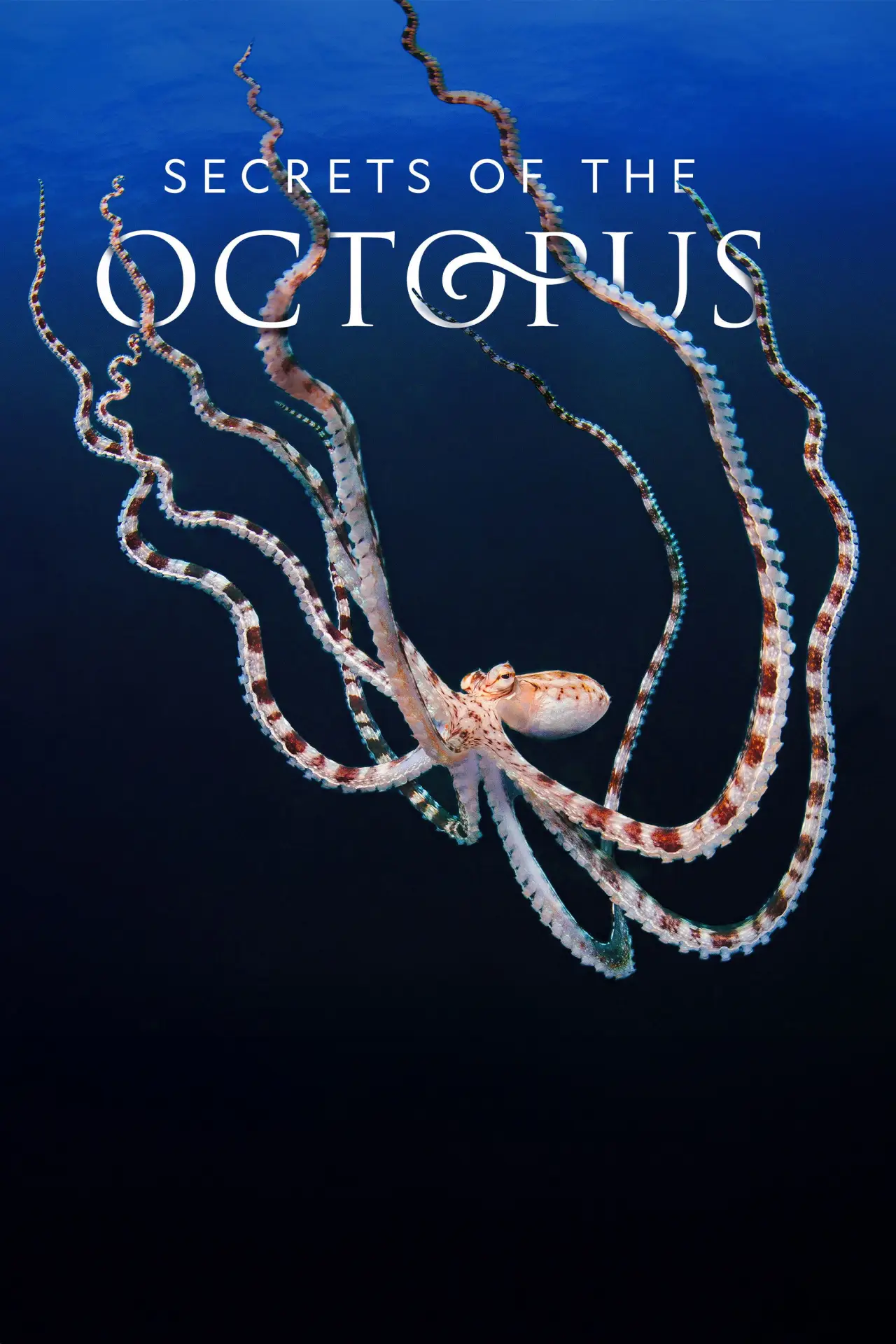 Series poster "Secrets of the Octopus"