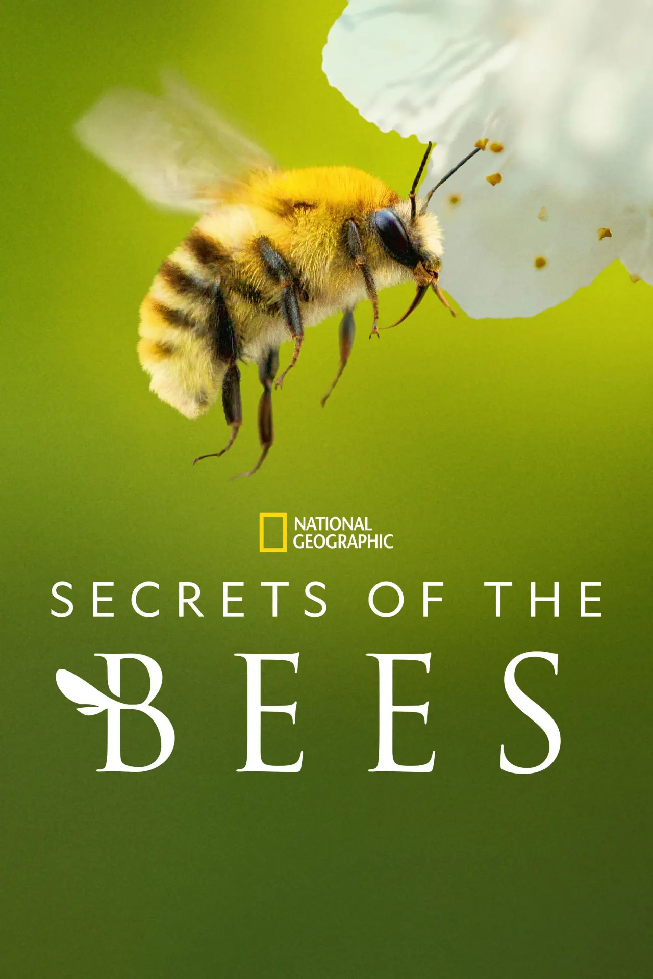 Series poster "Secrets of the Bees"