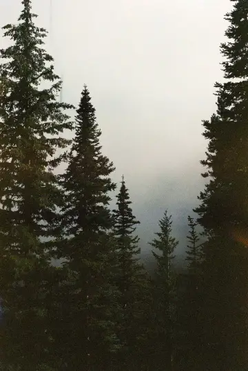 Poster к сериалу "Twin Peaks" #1274754
