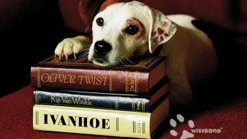 Backdrop for the TV series "Wishbone" #1808422
