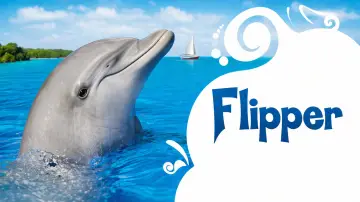 Backdrop for the TV series "Flipper" #1414288