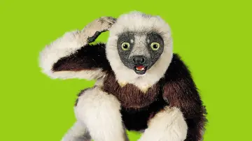 Backdrop for the TV series "Zoboomafoo" #1831474