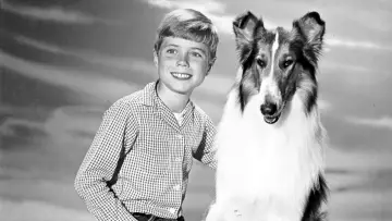 Backdrop к сериалу "Lassie" #1256927