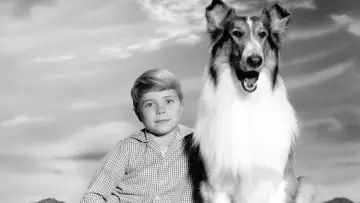 Backdrop к сериалу "Lassie" #1256929