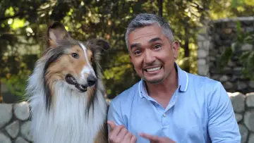 Backdrop к сериалу "Dog Whisperer" #1444528