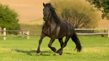 Backdrop for the TV series "The Adventures of Black Beauty" #1832696