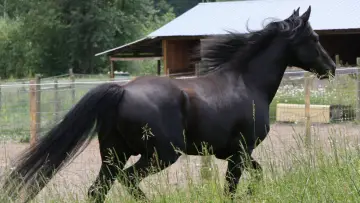 Backdrop for the TV series "The Adventures of Black Beauty" #1832698