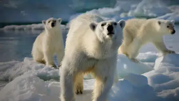 Backdrop к сериалу "Frozen Planet" #1455631