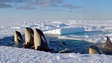 Backdrop к сериалу "Frozen Planet" #1455632