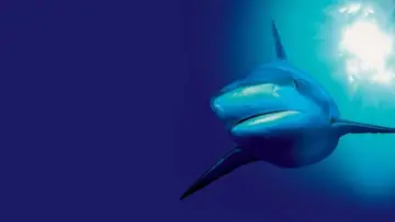 Backdrop к сериалу "The Blue Planet" #1455583