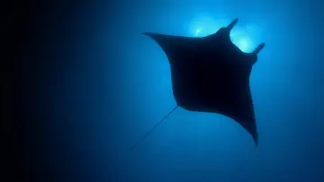 Backdrop к сериалу "The Blue Planet" #1455586