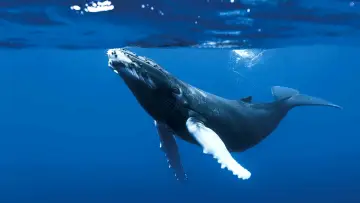 Backdrop к сериалу "The Blue Planet" #1455587