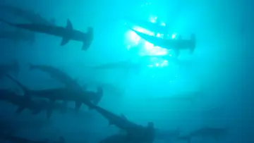 Backdrop к сериалу "The Blue Planet" #1455588