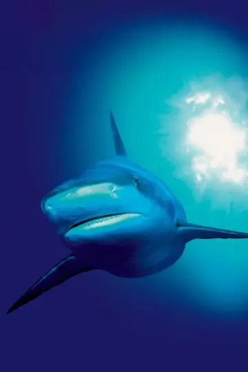 Poster к сериалу "The Blue Planet" #1455612
