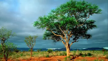 Backdrop к сериалу "Nature" #1293917