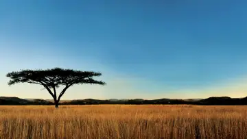 Backdrop к сериалу "Nature" #1293918