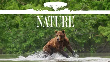 Backdrop к сериалу "Nature" #1293928