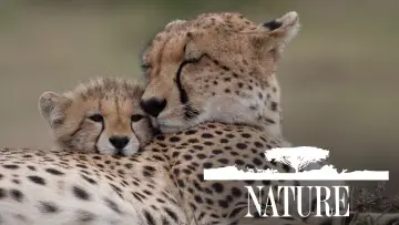 Backdrop к сериалу "Nature" #1293933