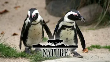 Backdrop к сериалу "Nature" #1293939