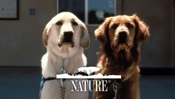 Backdrop к сериалу "Nature" #1293940