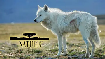Backdrop к сериалу "Nature" #1293941