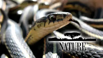 Backdrop к сериалу "Nature" #1293942