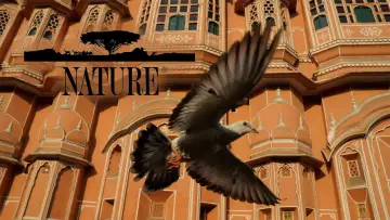 Backdrop к сериалу "Nature" #1293943