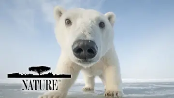 Backdrop к сериалу "Nature" #1293947