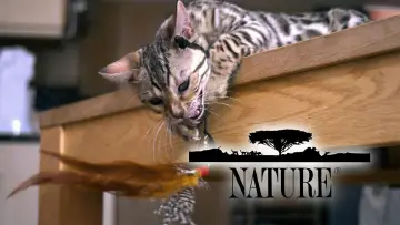 Backdrop к сериалу "Nature" #1293948
