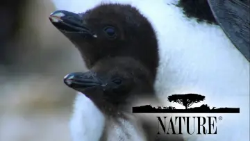 Backdrop к сериалу "Nature" #1293949